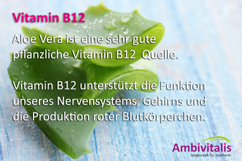 Vitamin B12 ist in Aloe Vera enthalten